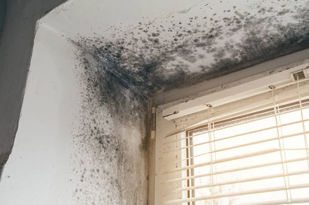 Affordable Attic Mold Remediation solutions in Belle Haven, VA