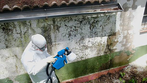 Top rated local Attic Mold Remediation specialists in Belle Haven, VA
